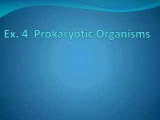 ex 4 prokaryotic organisms
