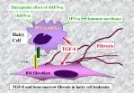Therapeutic Effects of rhIFN-α, TGF-ß and BM Fibrosis in Hairy Cell Leukemia - slide 1
