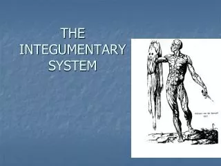 THE INTEGUMENTARY SYSTEM
