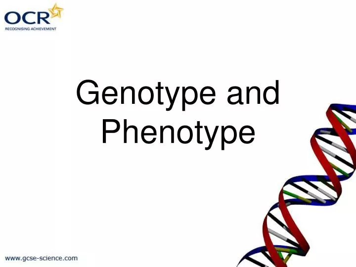 genotype and phenotype