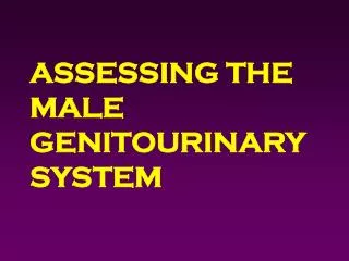 ASSESSING THE MALE GENITOURINARY SYSTEM
