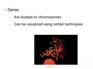 Genes Are located on chromosomes Can be visualized using certain techniques