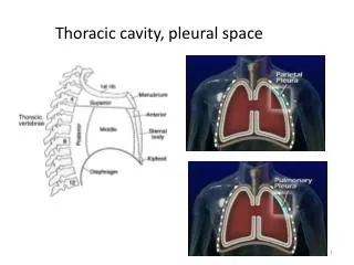 Thoracic cavity, pleural space