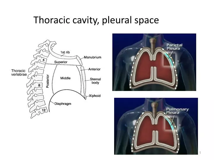 thoracic cavity pleural space