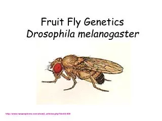 Fruit Fly Genetics Drosophila melanogaster