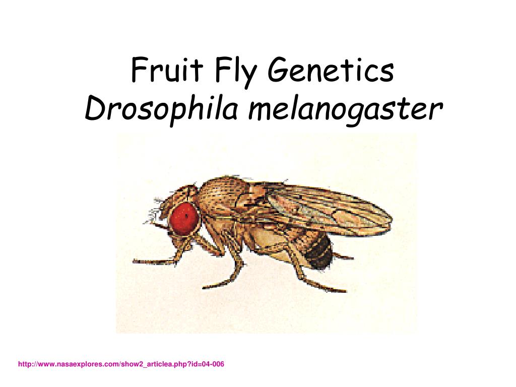 PPT - Fruit Fly Genetics Drosophila melanogaster PowerPoint ...