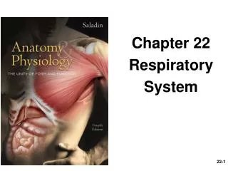 Chapter 22 Respiratory System