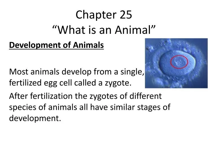 chapter 25 what is an animal