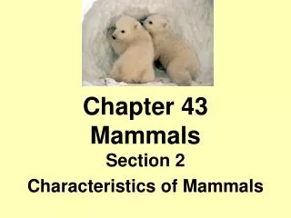 Chapter 43 Mammals