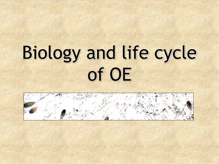 biology and life cycle of oe