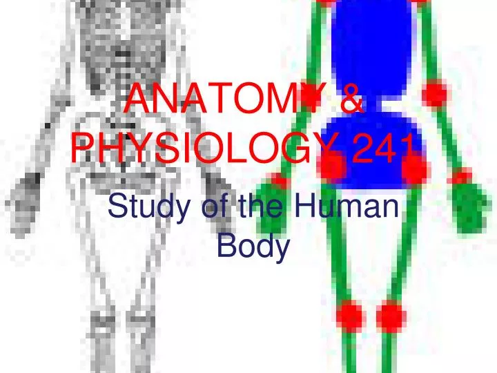 anatomy physiology 241