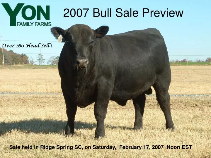2007 bull sale preview