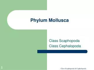 Phylum Mollusca