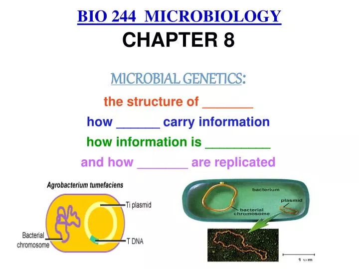 bio 244 microbiology