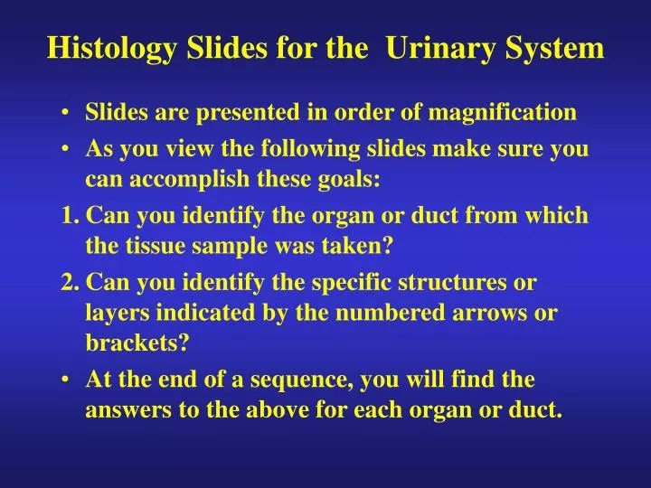 histology slides for the urinary system