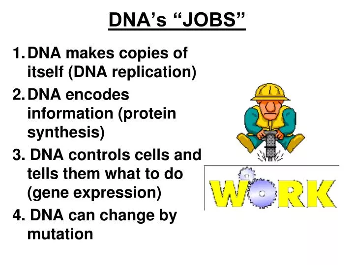 dna s jobs