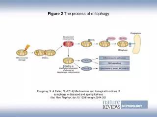 Figure 2 The process of mitophagy