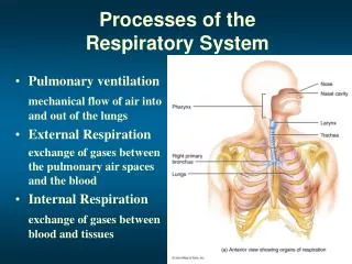 Processes of the Respiratory System