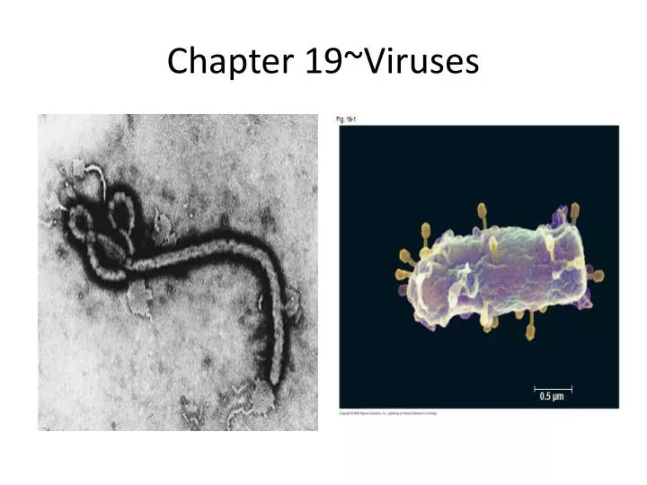 chapter 19 viruses