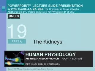 The Kidneys