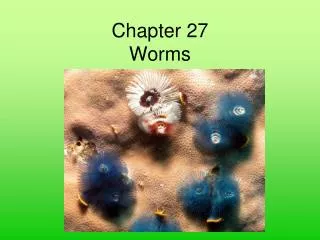 Chapter 27 Worms