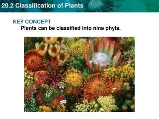 KEY CONCEPT Plants can be classified into nine phyla.