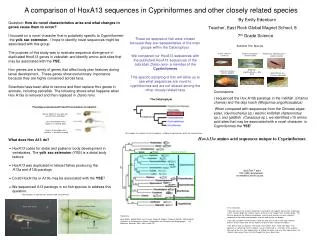 A comparison of HoxA13 sequences in Cypriniformes and other closely related species