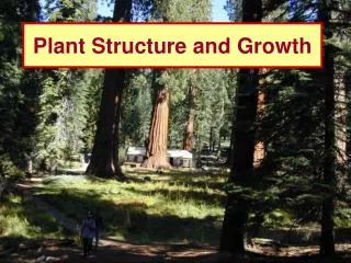 Plant Structure and Growth