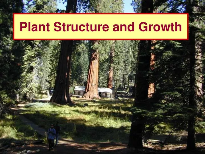 plant structure and growth