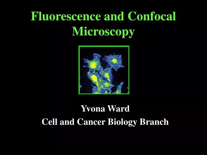 fluorescence and confocal microscopy