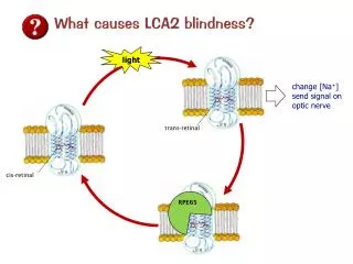 What causes LCA2 blindness?