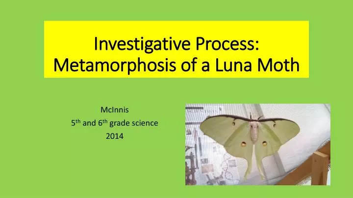 investigative process metamorphosis of a luna moth