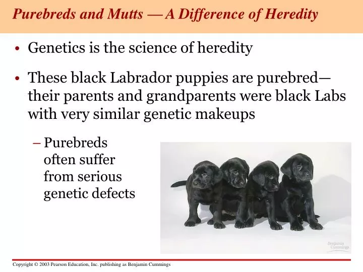 purebreds and mutts a difference of heredity