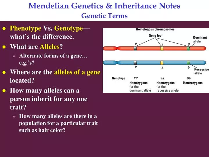 mendelian genetics inheritance notes genetic terms