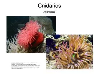 cnid rios