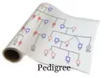 Pedigree - slide 1