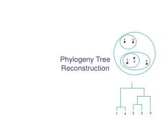 Phylogeny Tree Reconstruction