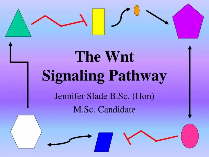 the wnt signaling pathway
