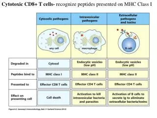 Cytotoxic CD8+ T cells- recognize peptides presented on MHC Class I