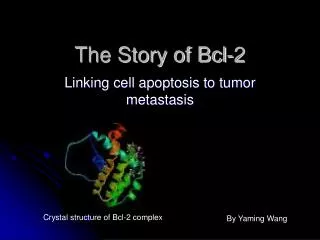 The Story of Bcl-2