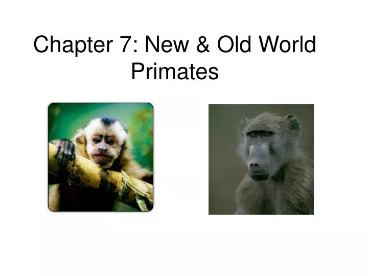 chapter 7 new old world primates