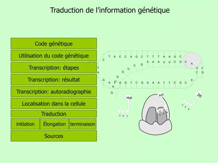 traduction de l information g n tique