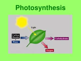 Photosynthesis