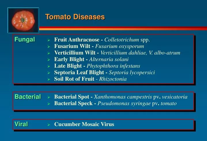 tomato diseases