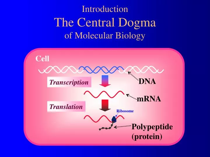 introduction the central dogma of molecular biology