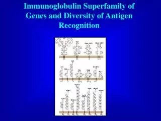 Immunoglobulin Superfamily of Genes and Diversity of Antigen Recognition