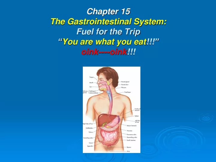 chapter 15 the gastrointestinal system fuel for the trip you are what you eat oink oink