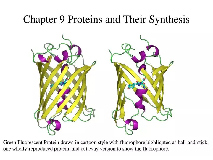 chapter 9 proteins and their synthesis