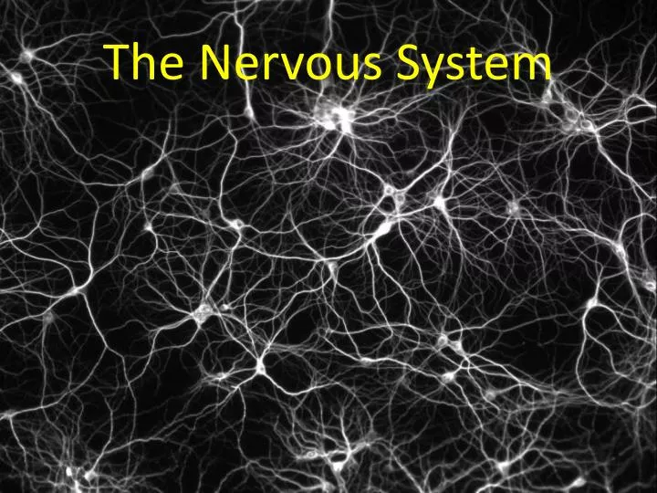 the nervous system