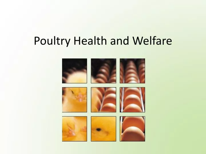 poultry health and welfare